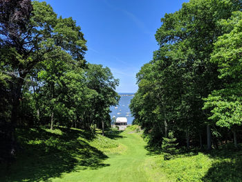 Trees in park against blue sky