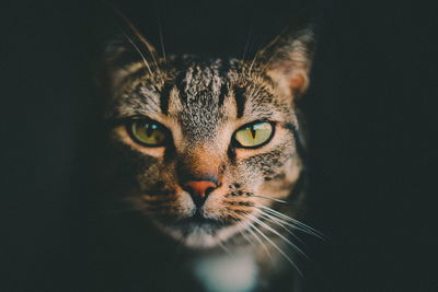 Close-up portrait of a cat over black background