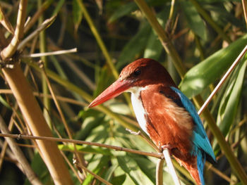 Close-up of white throated kingfisher bird perching on plant