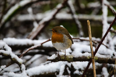 Bird perching on branch during winter