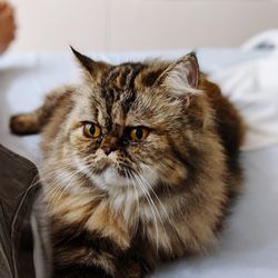 Close-up portrait of cat at home