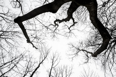 Low angle view of bare tree against sky