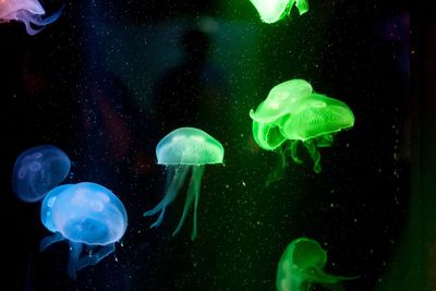 Jellyfish in aquarium 