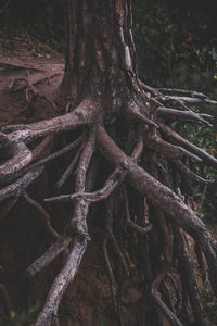Close-up of tree trunk in forest