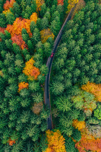 High angle view of fresh orange flowers in forest