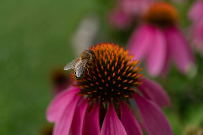 Close-up of butterfly pollinating on pink flower