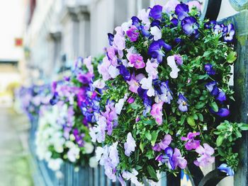 Close-up of purple flowering plant