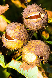 Close-up of prickly pear by tree trunk