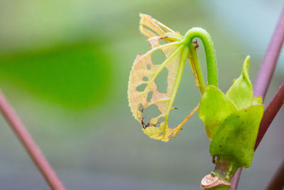 Close-up of insect on leaf