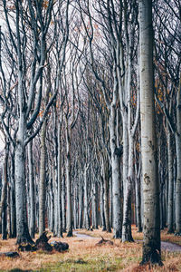 Bare trees in forest