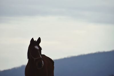 Horse head with soft sky in the background