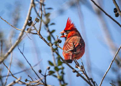 Northern cardinal with a seed to eat