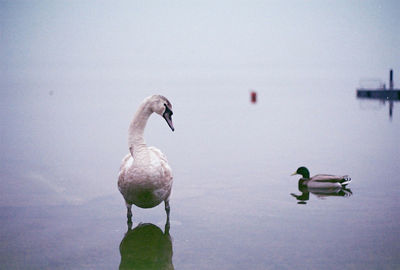 Swan and mallard duck on lake