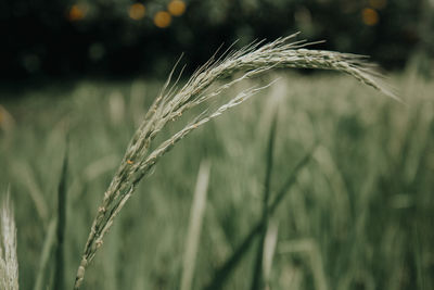 Close-up of wheat growing on field