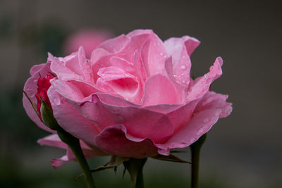 Close-up of pink rose