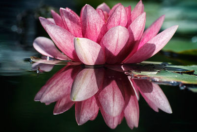 Close-up of pink flowers