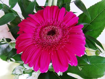 Close-up of pink flower blooming outdoors