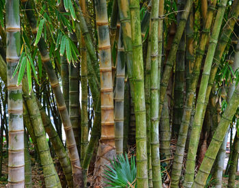 Plants growing on tree trunk