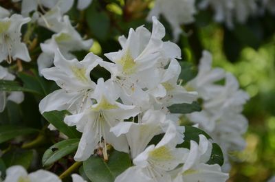 Close-up of white flowering plant