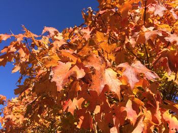 Close-up of maple leaves on tree against sky