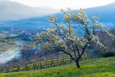 Scenic view of flowering tree and mountains against sky