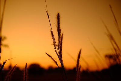 Close-up of stalks against sky during sunset