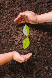 Cropped hand of woman holding plant