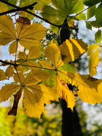 Close-up of yellow maple leaves