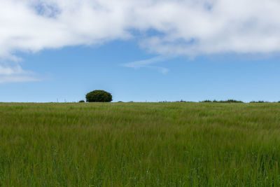 Scenic view of agricultural field against sky