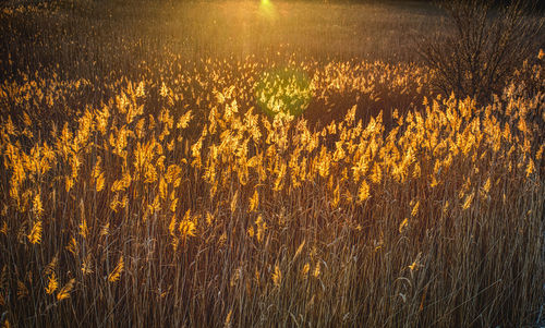 Plants growing on field during sunset