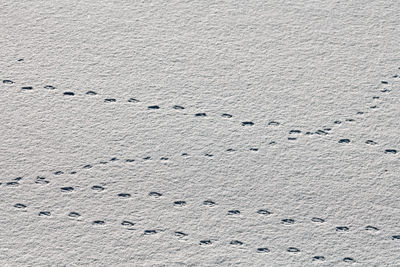 Bird footprints and traces of birds on white snow, close-up. winter background.