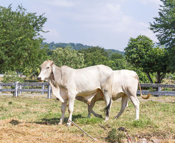 Cow standing on the field in farm