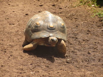 Close-up portrait of tortoise on sand