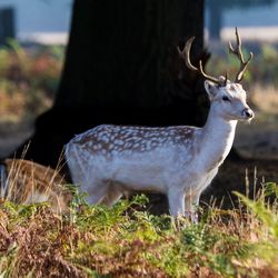 Stag standing amidst plants on field