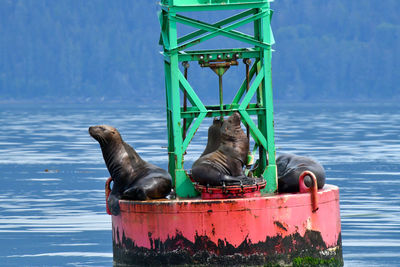 Sea lions resting on the harbor buoy