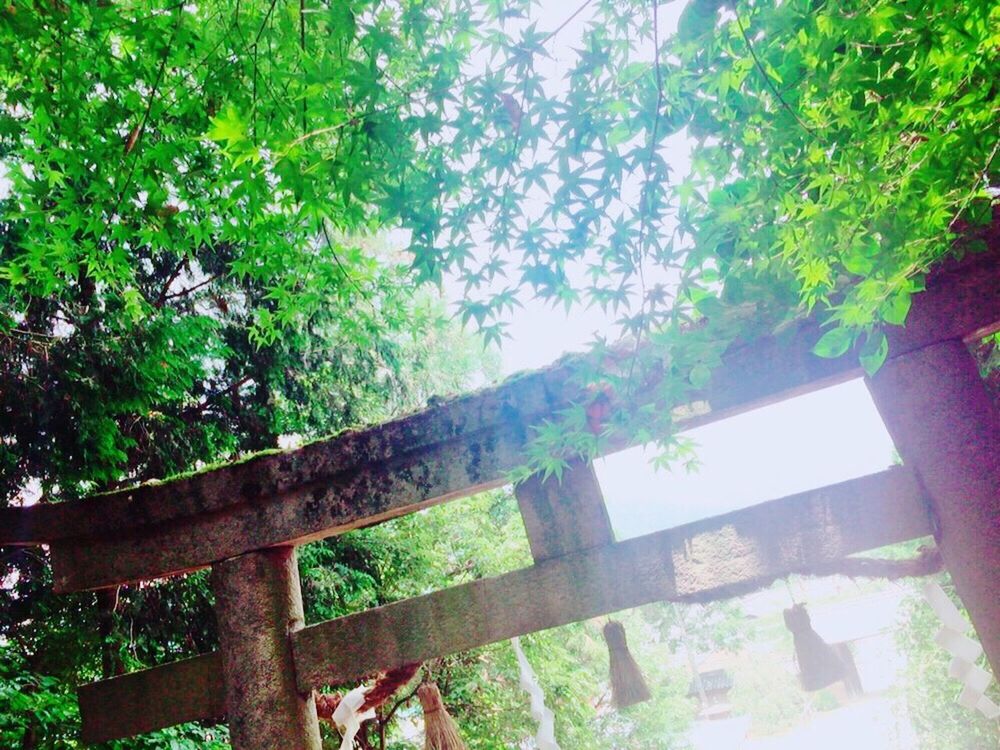 tree, growth, green color, low angle view, built structure, branch, sunlight, architecture, nature, day, tranquility, no people, plant, railing, house, lush foliage, outdoors, clear sky, beauty in nature, wood - material