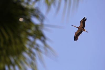 Low angle view of bird flying against sky