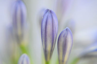 Close-up of purple crocus flower