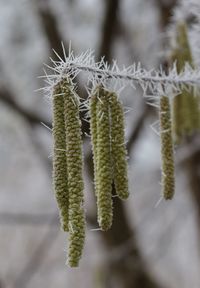 Close-up of plants 