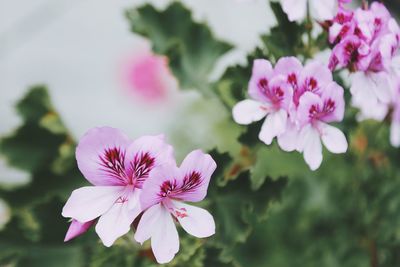 Close-up of pink flowers