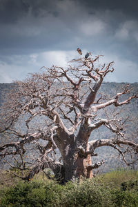 Low angle view of bird perching on tree against sky