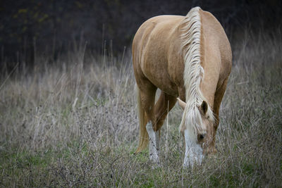 Horse grazing in a field