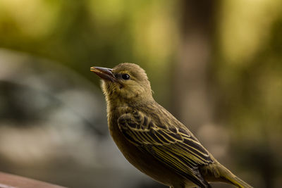 Close-up of bird perching outdoors