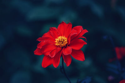 Beautiful fairy dreamy magic crimson scarlet red dahlia flower on faded blurry blue background