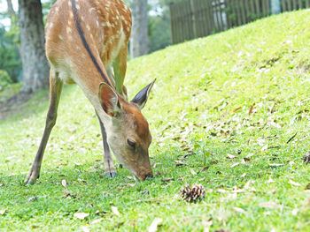 Deer in a field