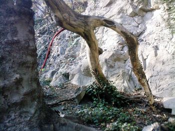 Rocks on tree trunk