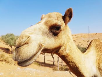 Close-up of giraffe against clear sky