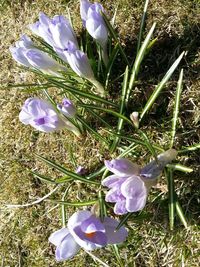 Close-up of purple flowers blooming in field