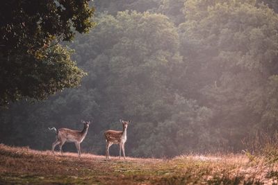 Deer in forest