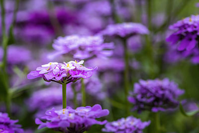 Close-up of purple flowering plant